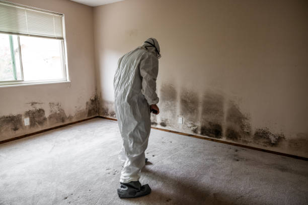 Best Commercial Mold Removal  in Tooele, UT